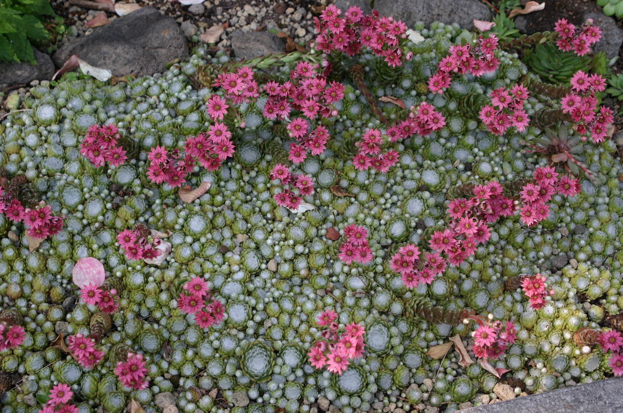 Sempervivum arachnoideum